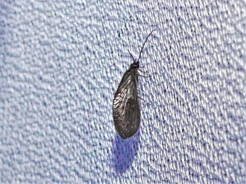 Sisyra nigra